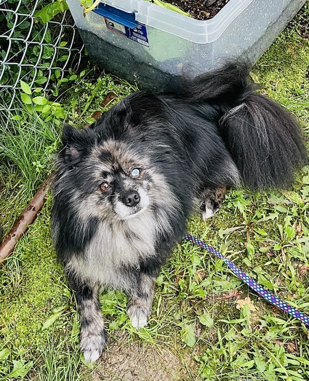 Entry image for Gage aka Furby. Clicking this image will show a larger photo