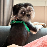 Entry image for Penelope