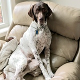 Entry image for Gunner