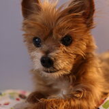 Entry image for Prince