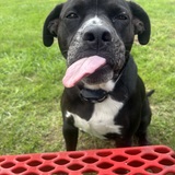 Entry image for Lainey Lou 