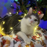 Entry image for Hank