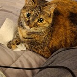 Entry image for Elinor