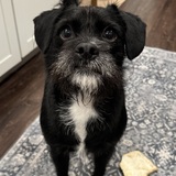 Entry image for Frankie