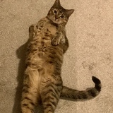 Entry image for Rosemary