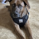 Entry image for Koda 