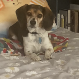 Entry image for Lady