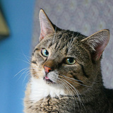 Entry image for Garlic