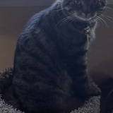 Entry image for Eddy