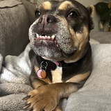 Entry image for Midge