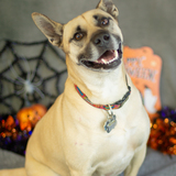 Entry image for Fritz