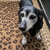 Entry image for Elvis