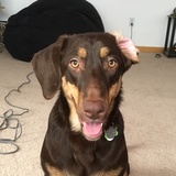 Entry image for Xena