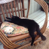 Entry image for Feebie 