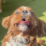 Entry image for Dorito 