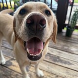 Entry image for Shiloh