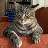 Entry image for Grayson