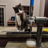 Entry image for Meowlania