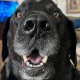 Entry image for Boo Radley 