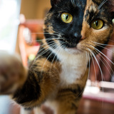 Entry image for Hops