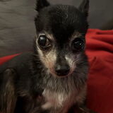 Entry image for Cookie 