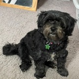 Entry image for Ziggy Stardust