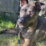 Entry image for Baskuti