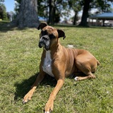 Entry image for Primrose 