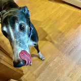 Entry image for Tennessee "Tux" Tuxedo