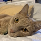 Entry image for Jack