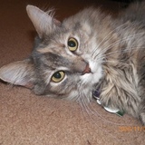 Entry image for Gillian