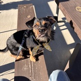 Entry image for Pippin