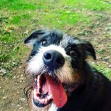 Entry image for Libby