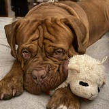 Entry image for Russett