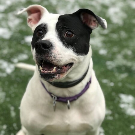 Rosie