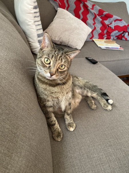 Basil