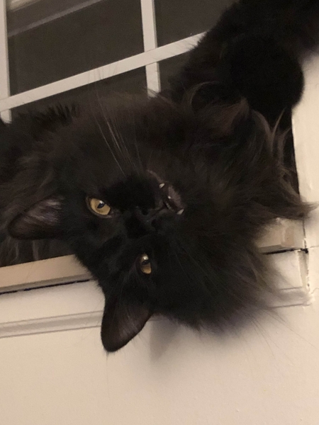 Nyx