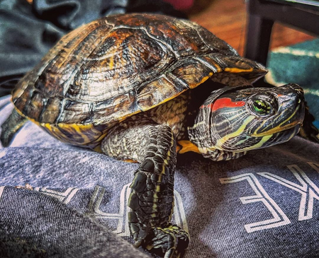 Morty