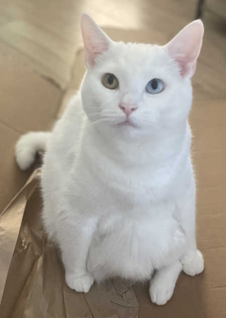 Ludwig 