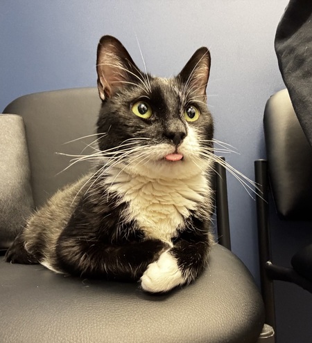 Jimmy the Cat