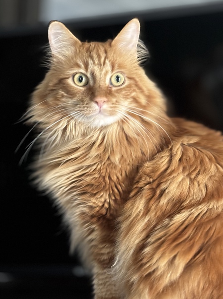 Buddy the Cat