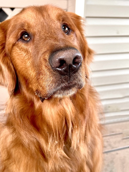 Finnegan 