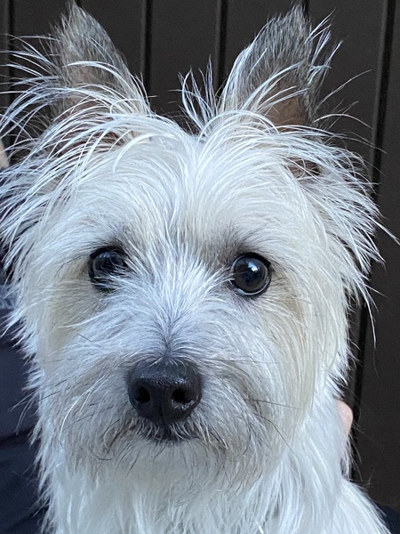 Entry image for Zipper. Clicking this image will show a larger photo