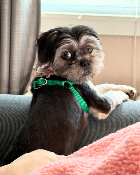 Entry image for Penelope. Clicking this image will show a larger photo