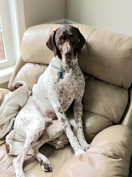 Entry image for Gunner. Clicking this image will show a larger photo