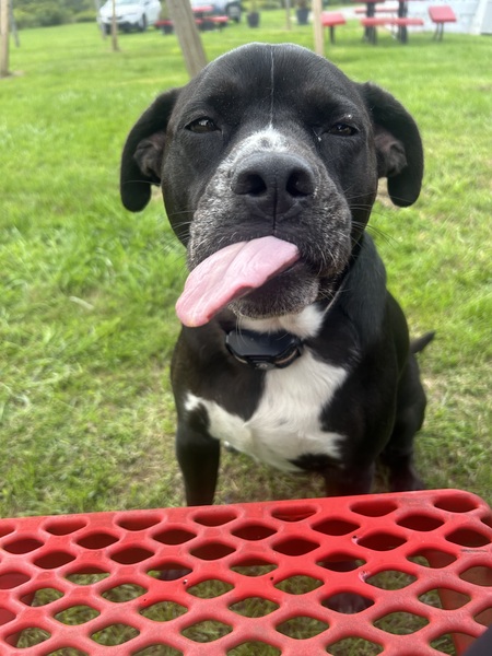 Entry image for Lainey Lou . Clicking this image will show a larger photo