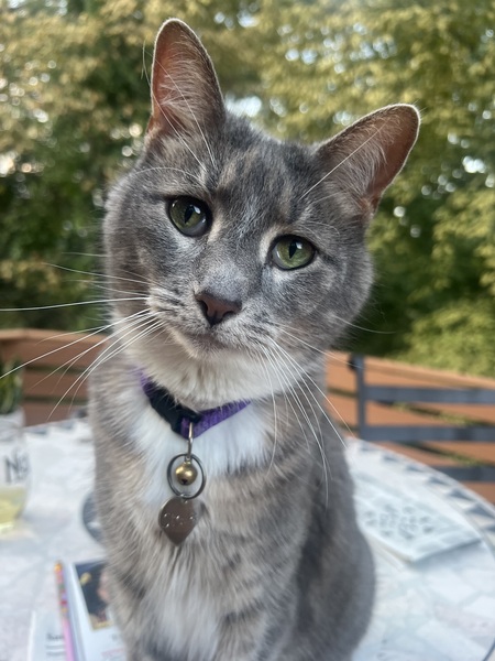 Stella