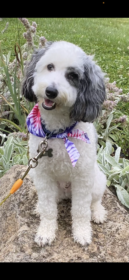 Entry image for Jack. Clicking this image will show a larger photo