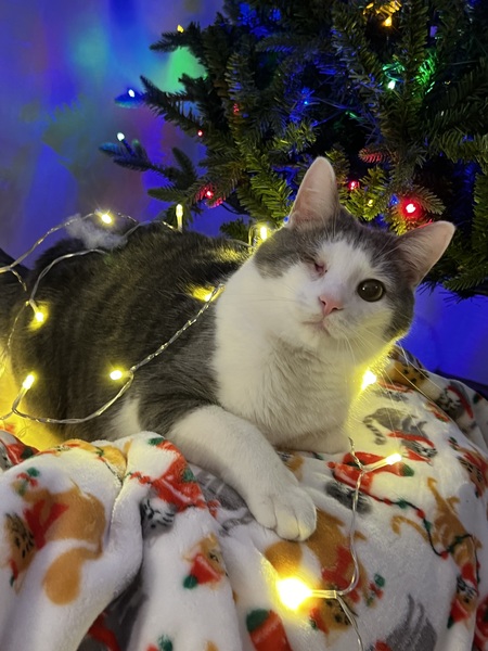 Entry image for Hank. Clicking this image will show a larger photo