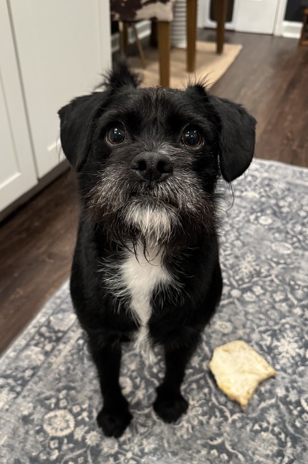 Entry image for Frankie. Clicking this image will show a larger photo